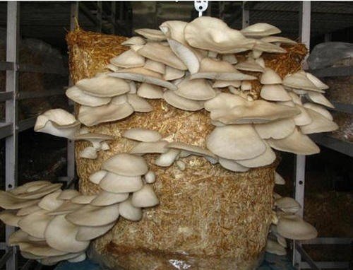 mushroom